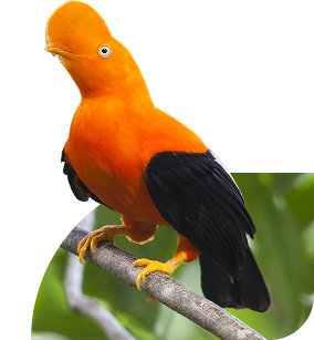 Gallito de las rocas